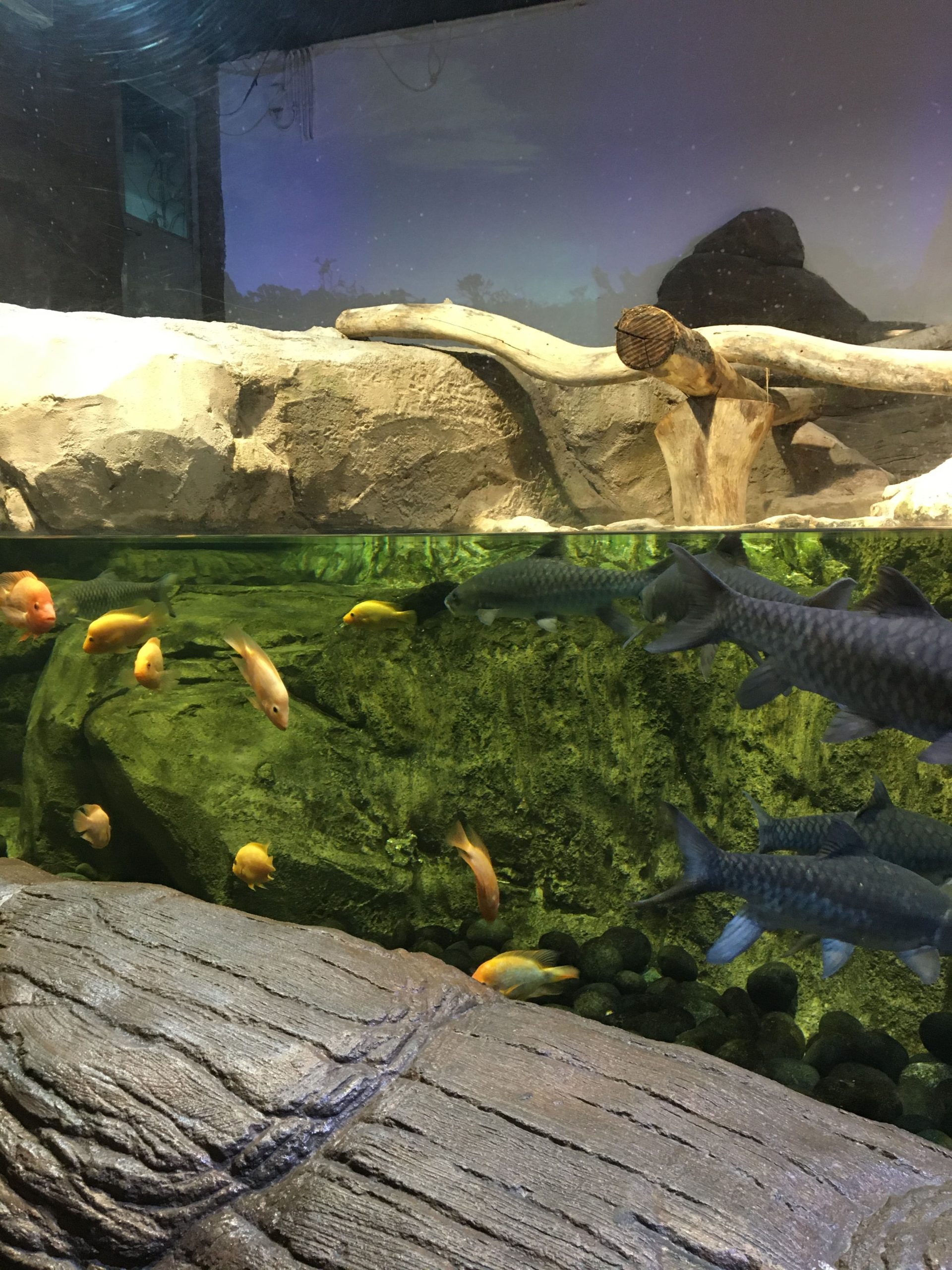 Pengalaman Berkunjung Ke Jakarta Aquarium Safari 