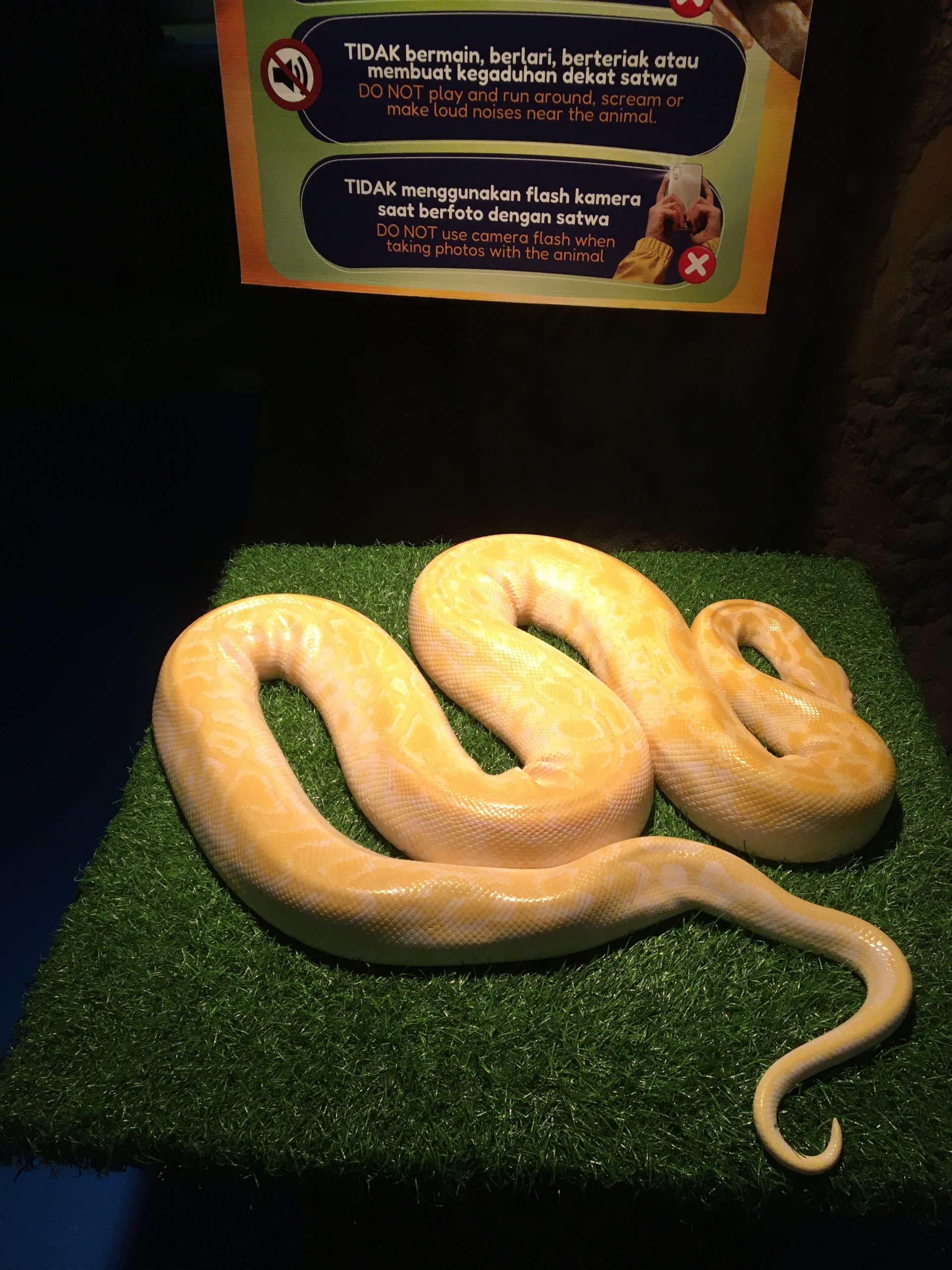 Pengalaman Berkunjung Ke Jakarta Aquarium Safari 