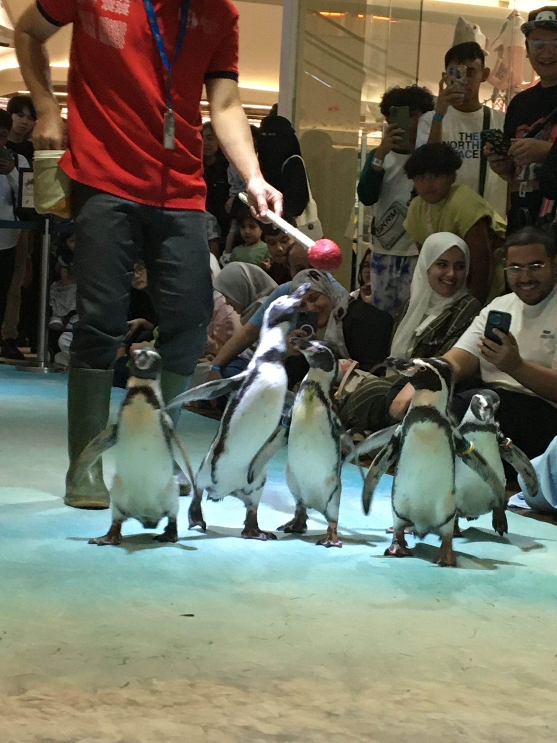 Pengalaman Berkunjung Ke Jakarta Aquarium Safari 