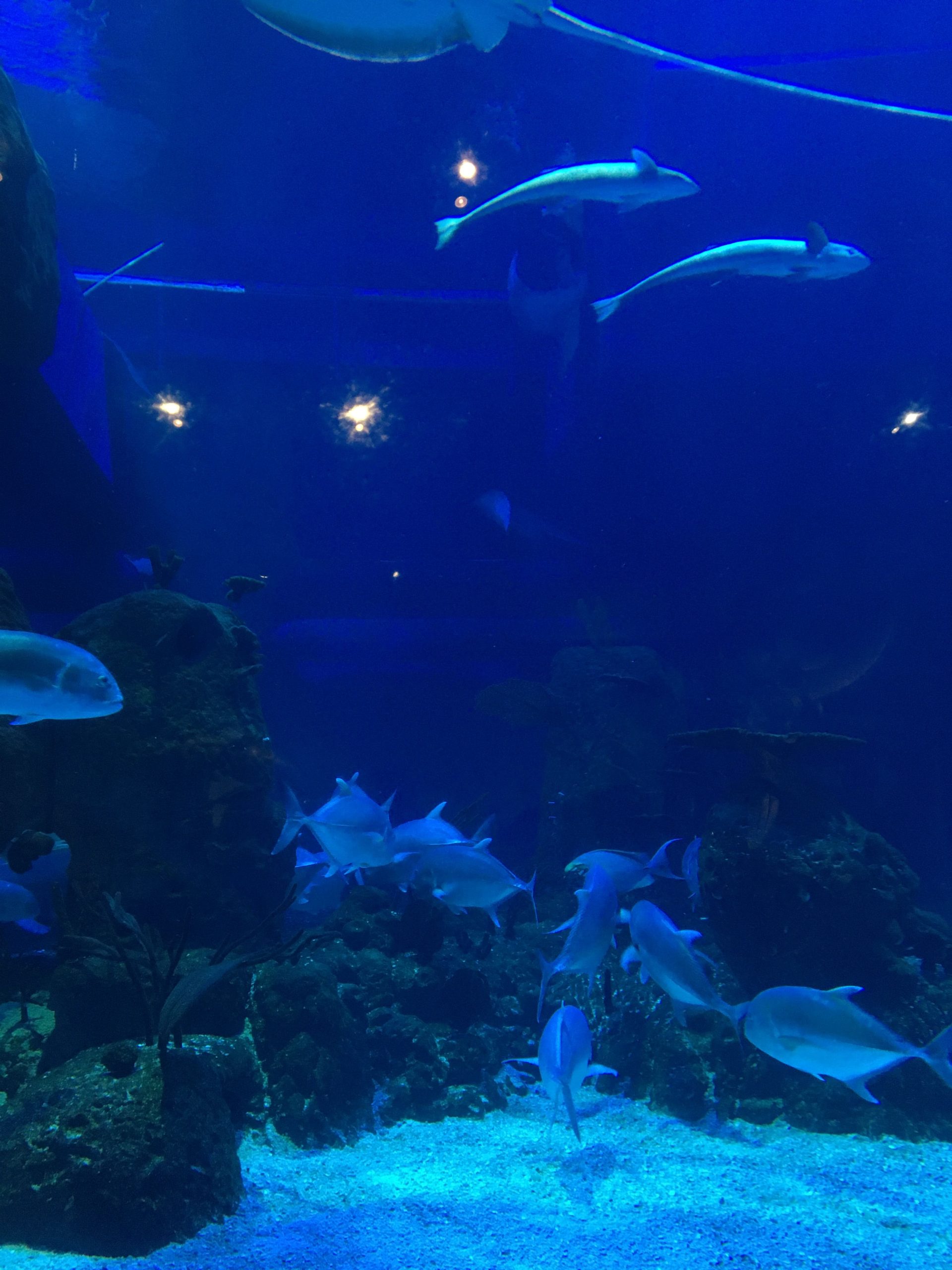 Pengalaman Berkunjung Ke Jakarta Aquarium Safari 