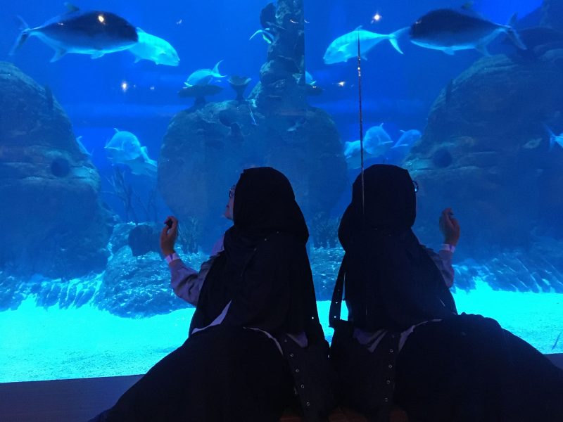 Pengalaman Berkunjung Ke Jakarta Aquarium Safari