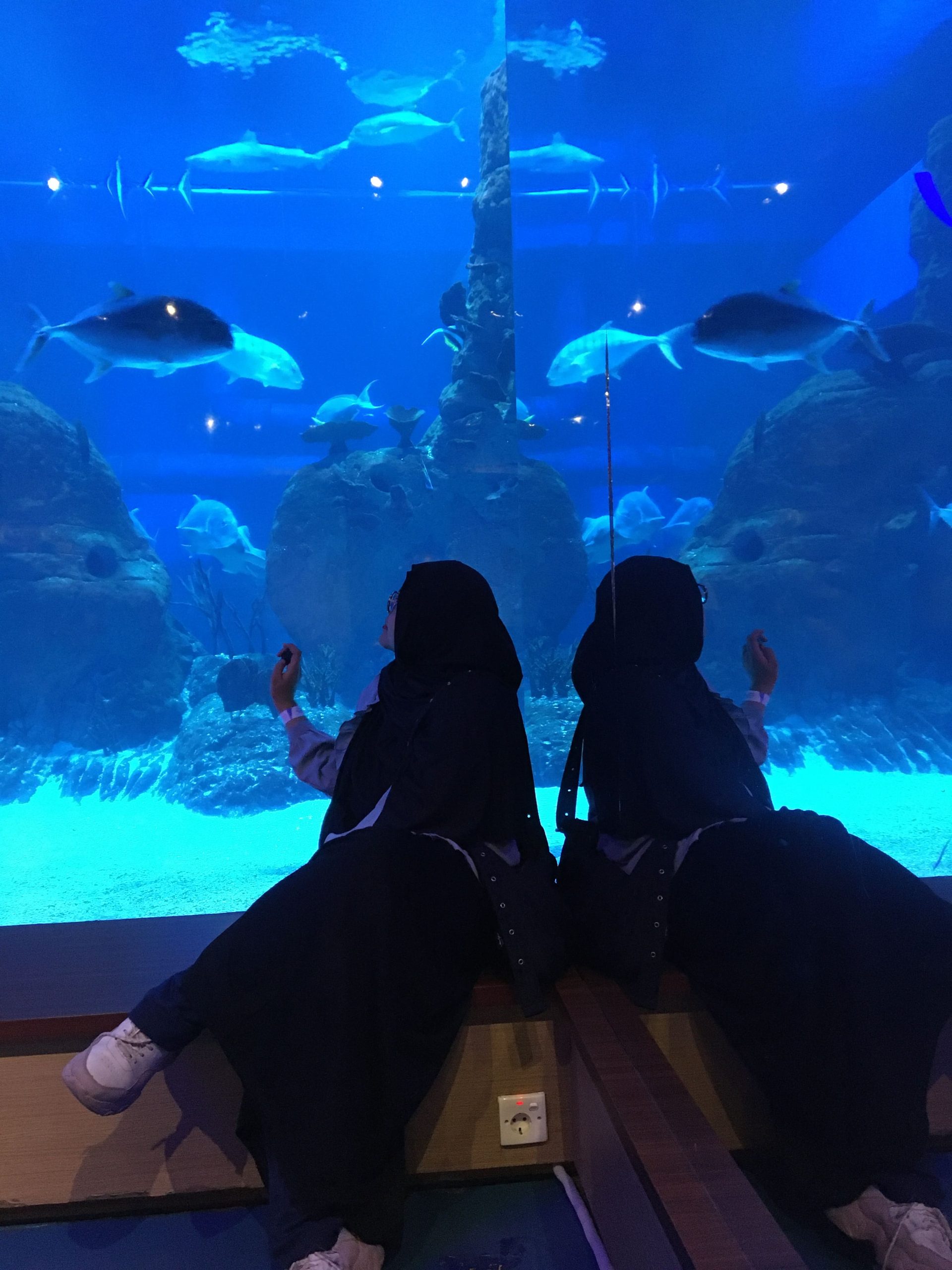 Pengalaman Berkunjung Ke Jakarta Aquarium Safari