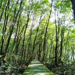 Liburan Ke Tarakan Ini 5 Tempat Wisata Terkenal dan Wajib Dikunjungi